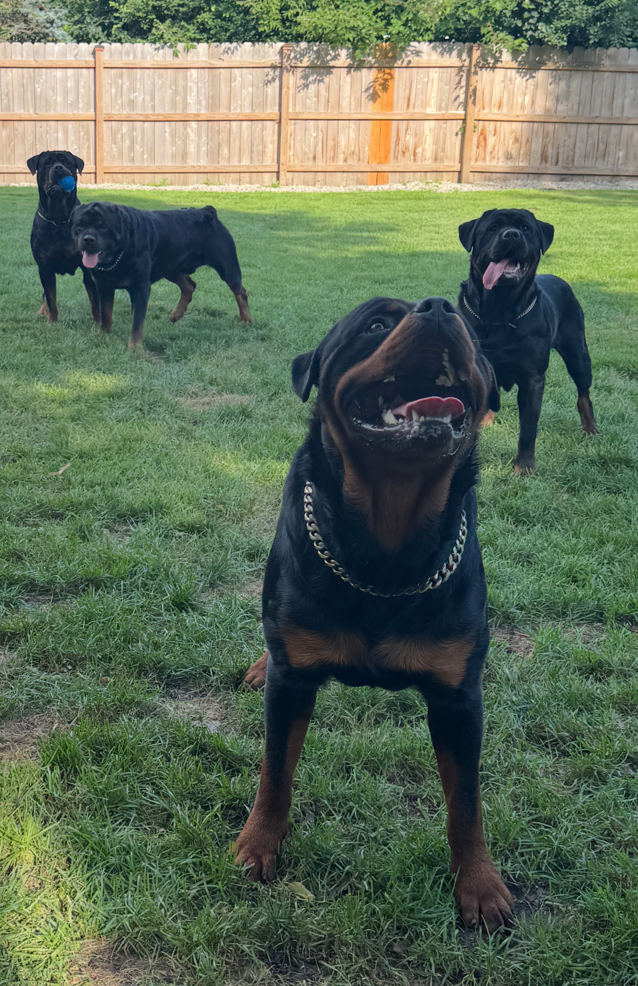 Owner Willie Page training a Rottweiler on lead